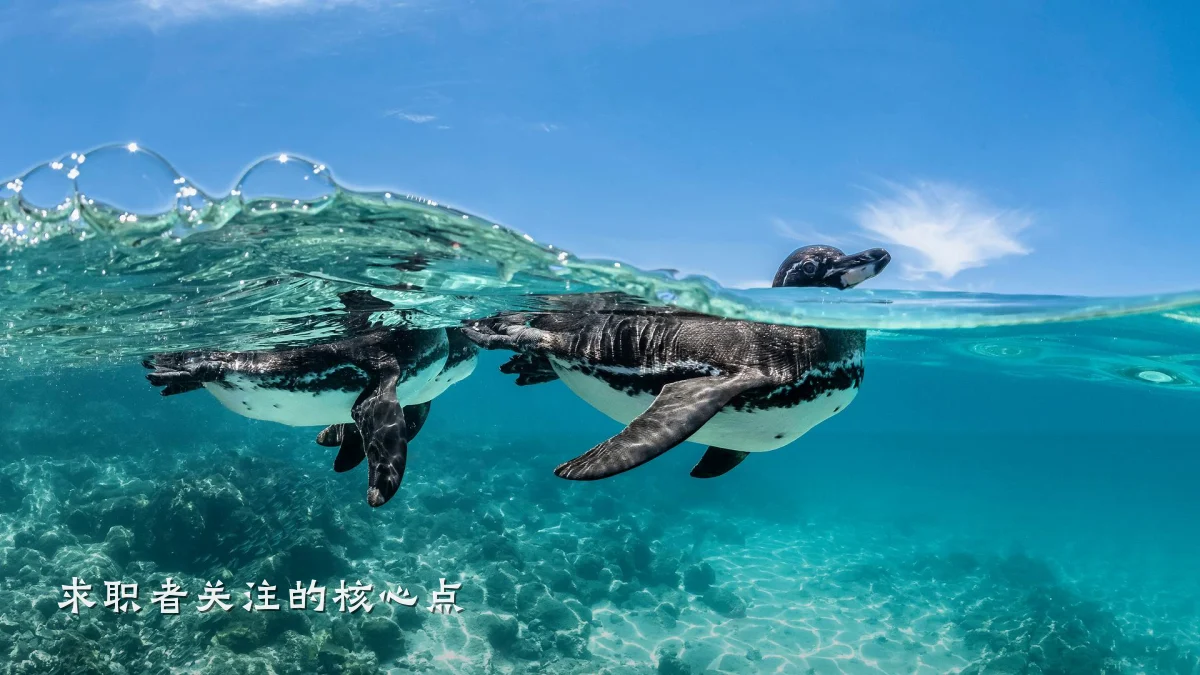 求职者关注的核心点