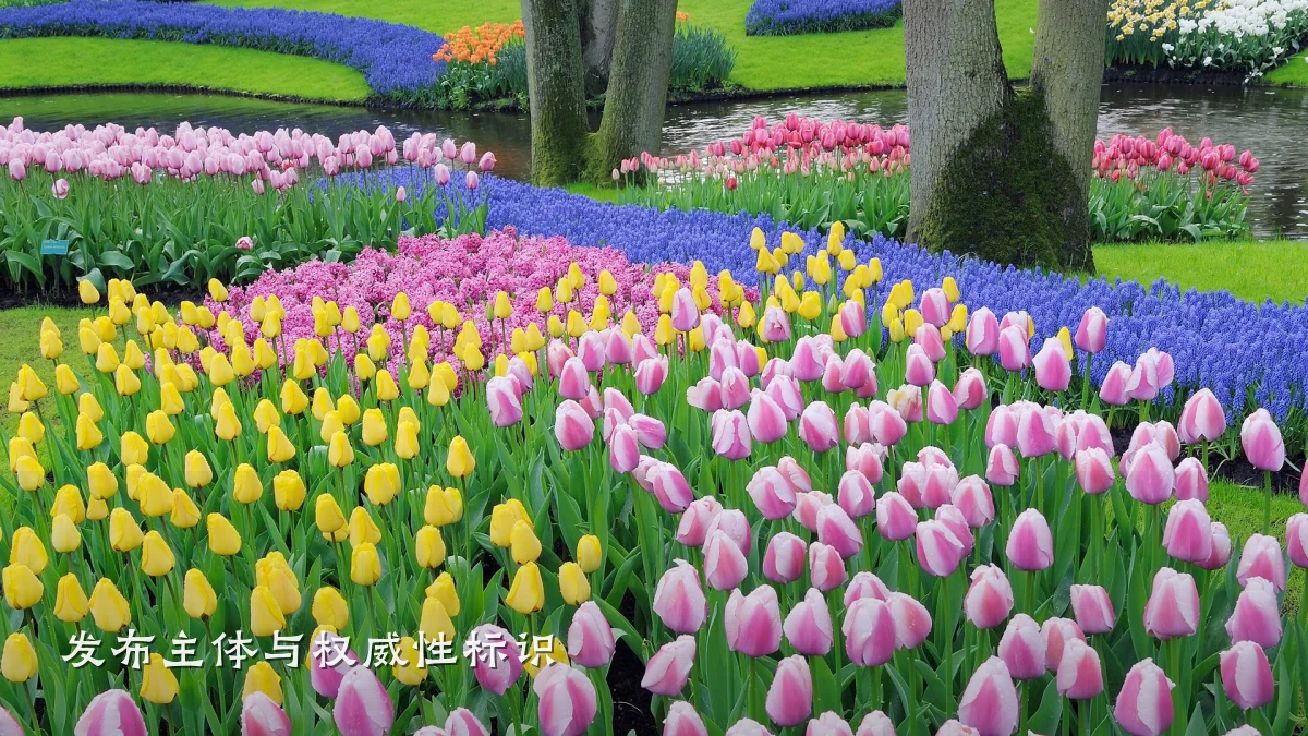 发布主体与权威性标识