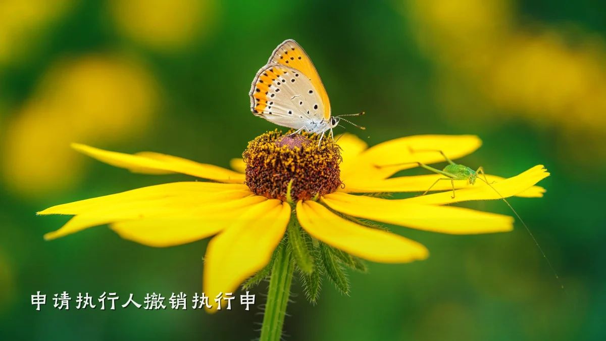 申请执行人撤销执行申