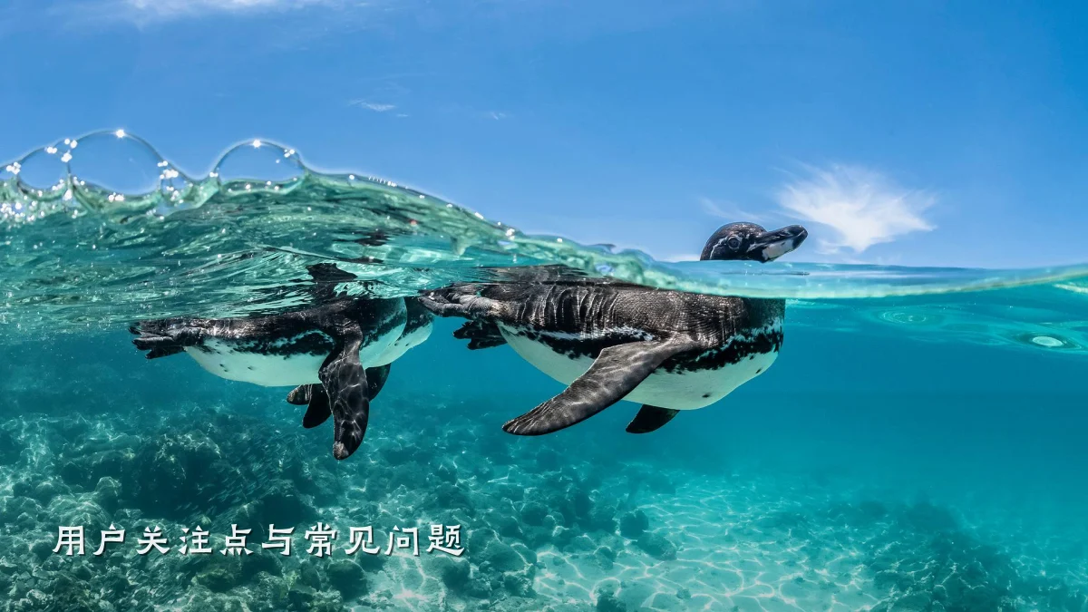 用户关注点与常见问题